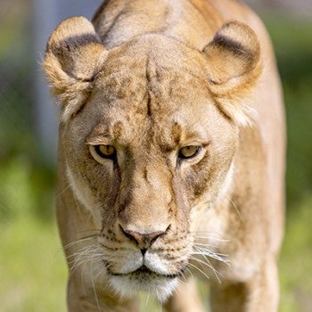 Douala the lion