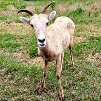 Lily the sheep