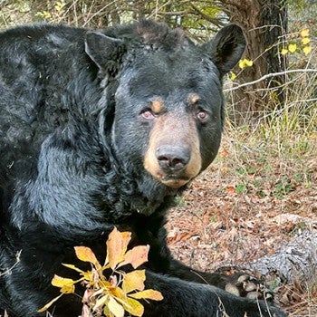 Sammi the bear