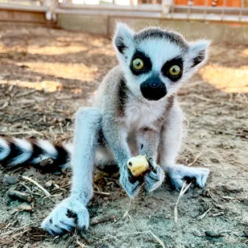 Sprout the lemur