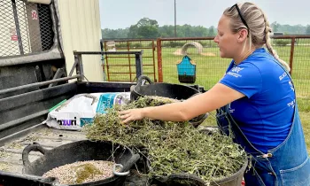Black Beauty staff takes animal feed from the back of a truck.