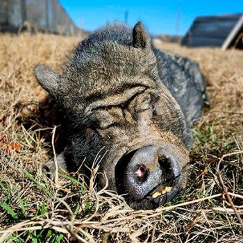 Tulip the pig