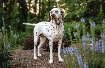 A cute dalmation named Tali stands majestically among trees and purple flowers.