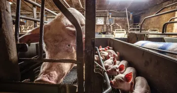 Mother pig and piglets inside a gestation crate.