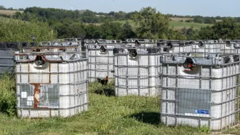 Overturned water barrels used as makeshift enclosures for roosters