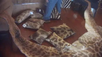 Giraffe-hide covered pillows for sale