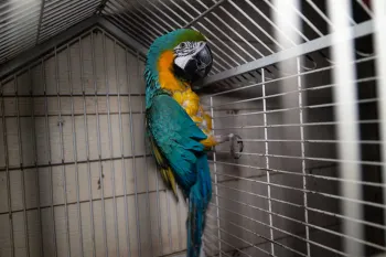 Parrot rescued in Oklahoma
