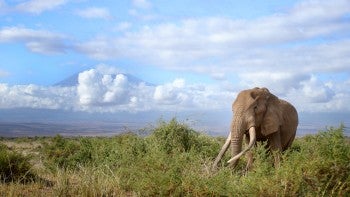 An elephant in the wild