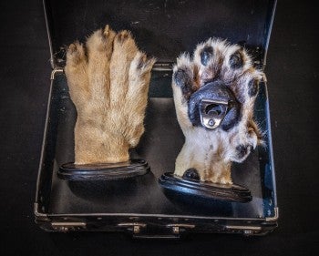 Lion paw trophy