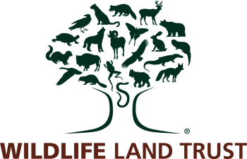 WLT logo