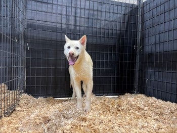 Dog meat farm