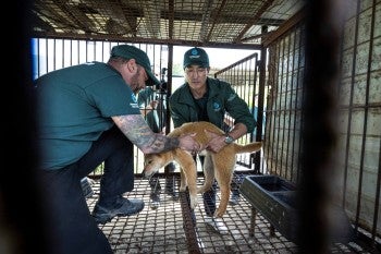 Dog meat farm