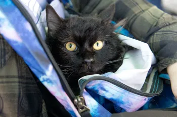 A black cat being held by someone