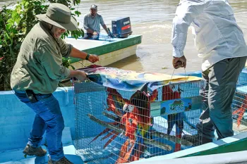 Macaws take a boat ride in a crate, closer to their release site.