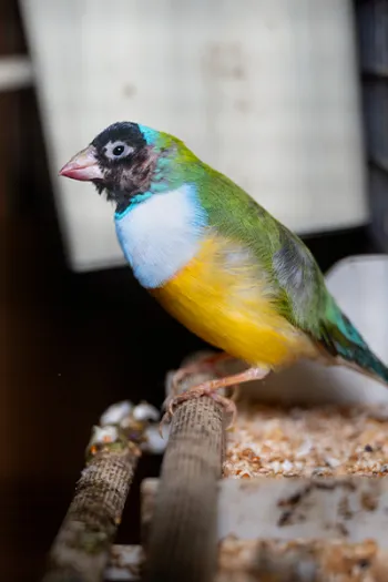 A bird with white, green and yellow coloring perches in a cage