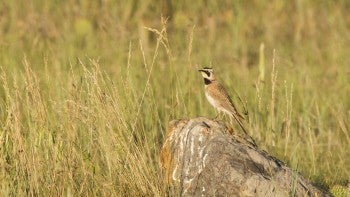 A horned lark surveys the landscape from a well-marked stone on Thunder Basin National Grasslands, Wyoming, at the site of a prairie dog relocation