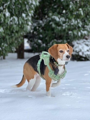 A beagle with a gray muzzle and a light green harness treks through the snow.