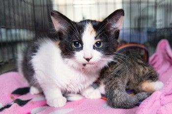 Kitten at a clinic getting vet care