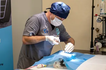 Spay surgery on a cat in Romania