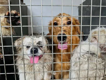 Dogs rescued from slaughterhouse on outskirts of Yulin, China, June 2023