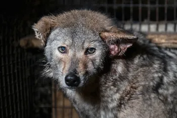 Coyote at a fur farm with infected wounds waiting to be rescued.