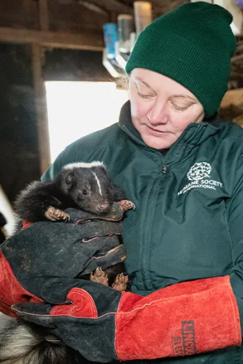 A skunk is getting rescued from a fur farm