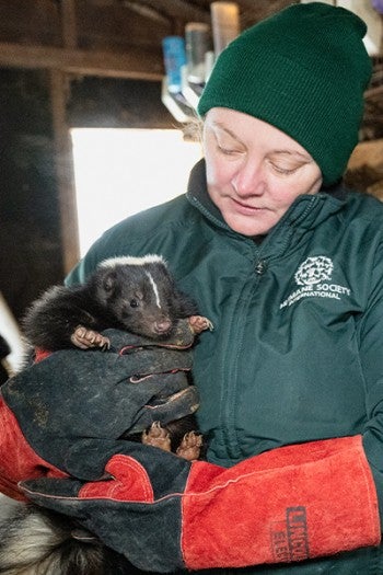 A skunk is getting rescued from a fur farm 