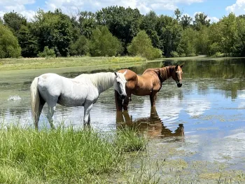 Two rescued horses cool down in the pond at Black Beauty Ranch