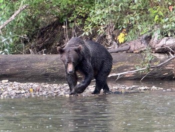 Bear