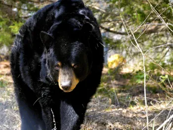 A black bear retired from a traveling bear show now enjoys sunning in his habitat