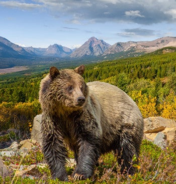 Photo of a grizzly bear standing against a beautiful landscape in Glacier National Park.
