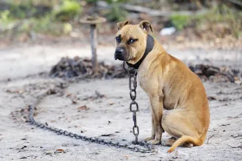 Rescued from dogfighting in Florida
