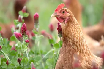 Close up of chicken in field with flowers