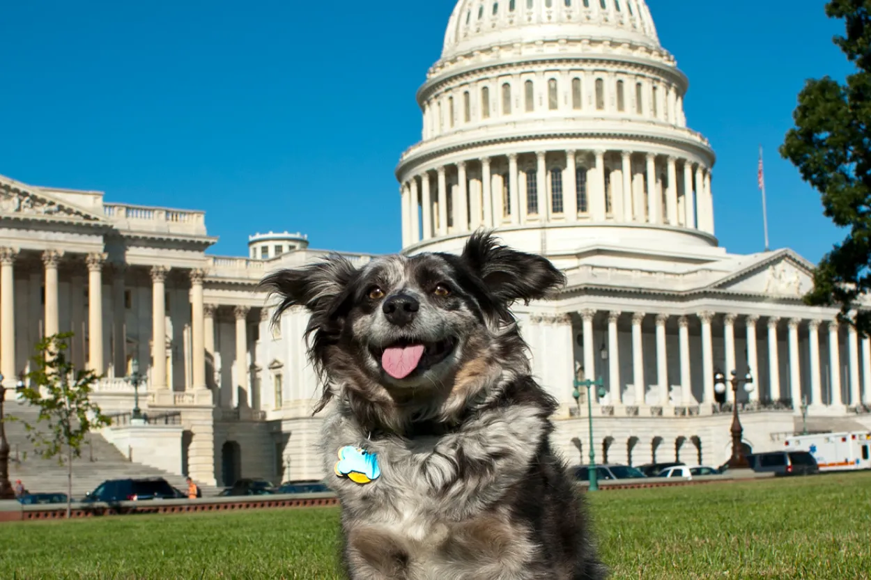 Happy dog standing in front of Capitol building