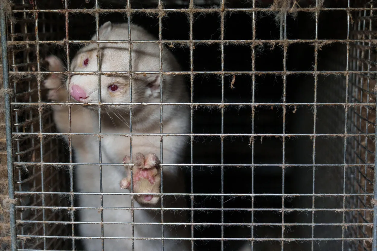 Holt i Floa mink fur farm Iceland 18 November 2025