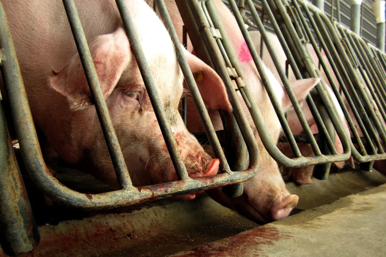 Pigs in a confined area