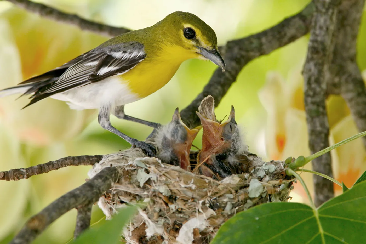 Mom bird feeding her babies in a nest