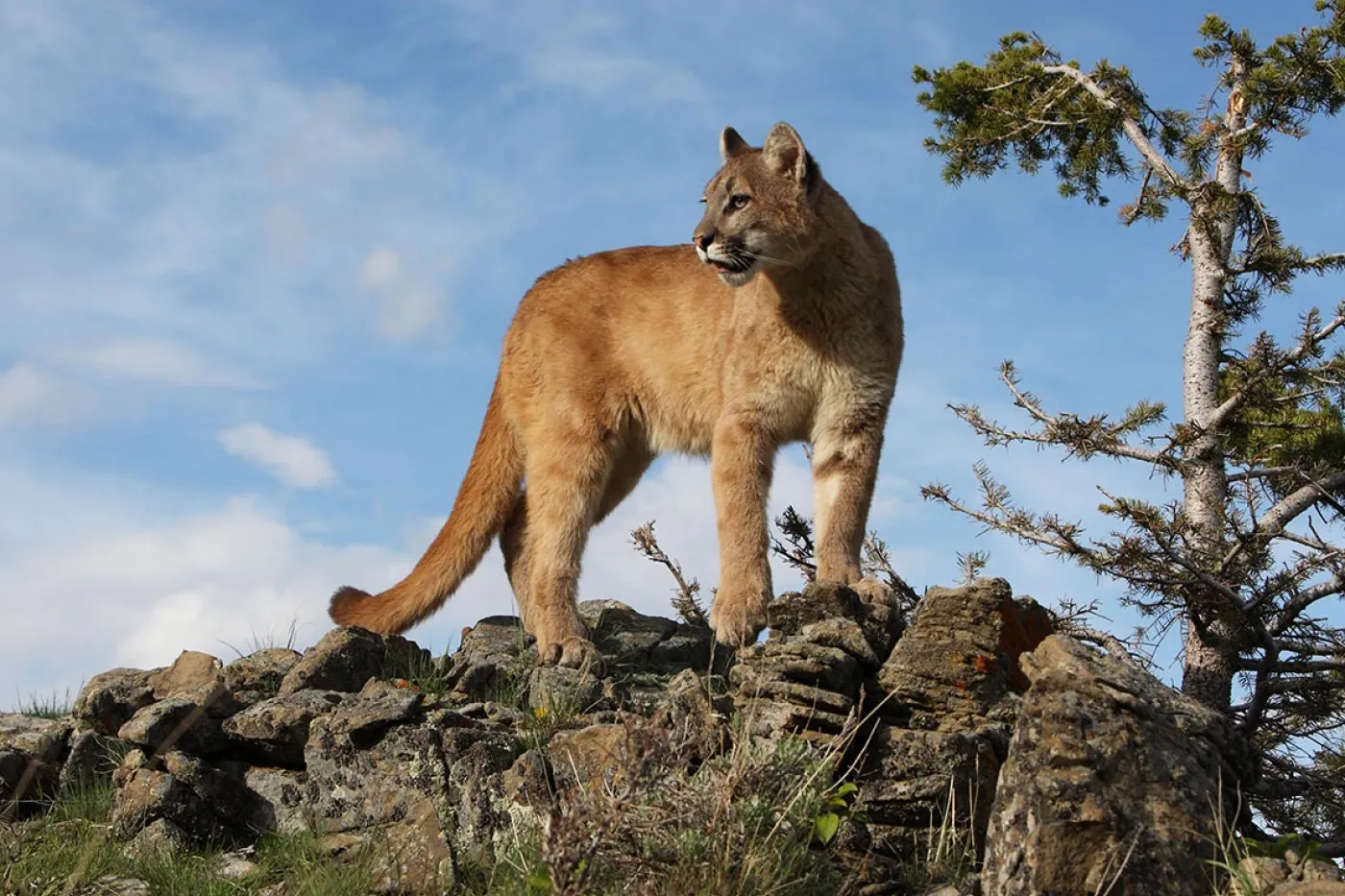 mountain lion in the wild