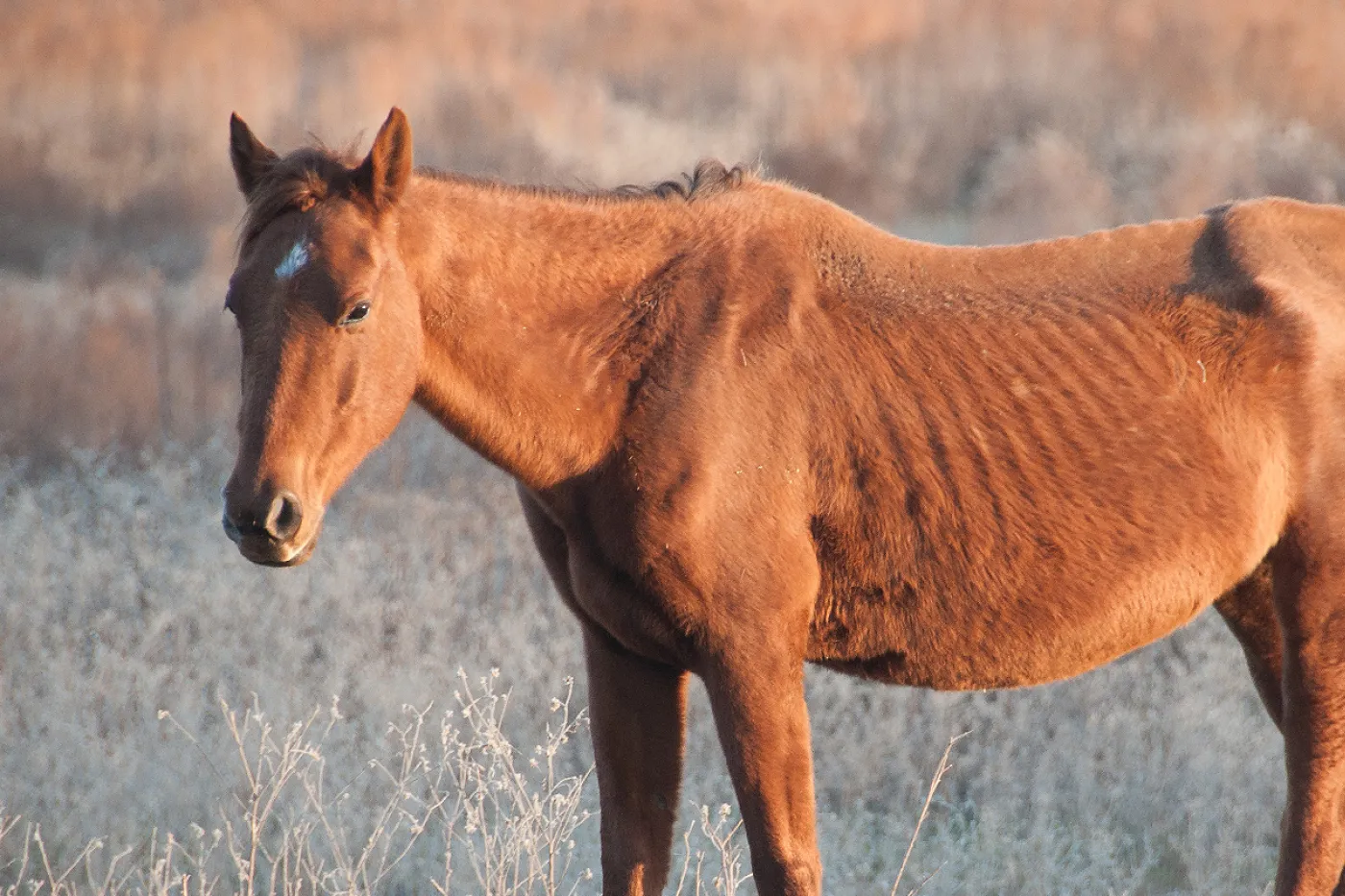 Neglected horse before being rescued - report animal abuse and animal cruelty