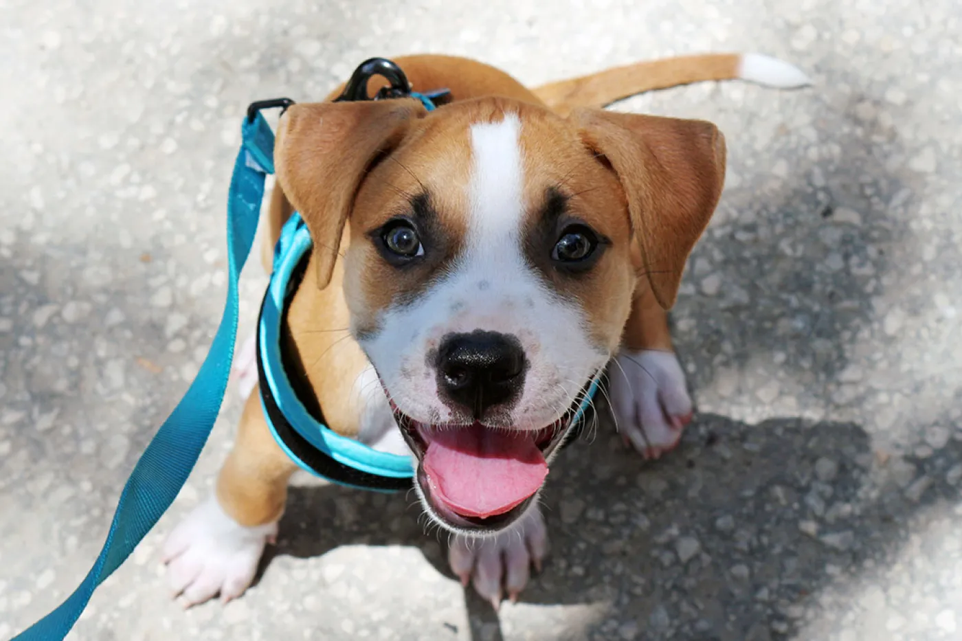 happy puppy on leash