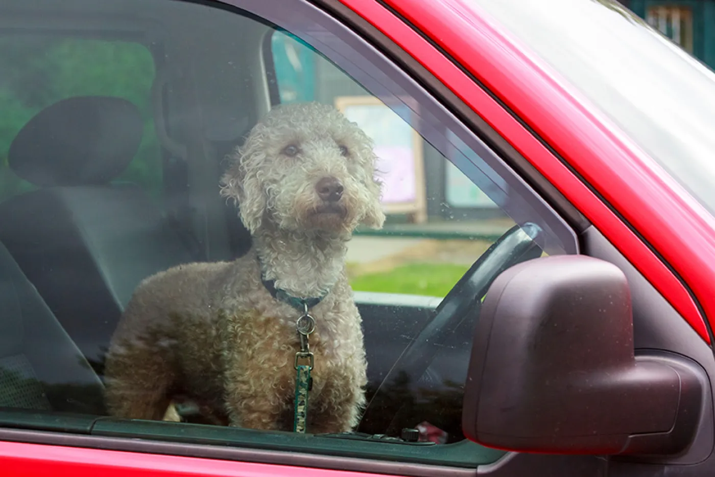 Dog left in a hot car