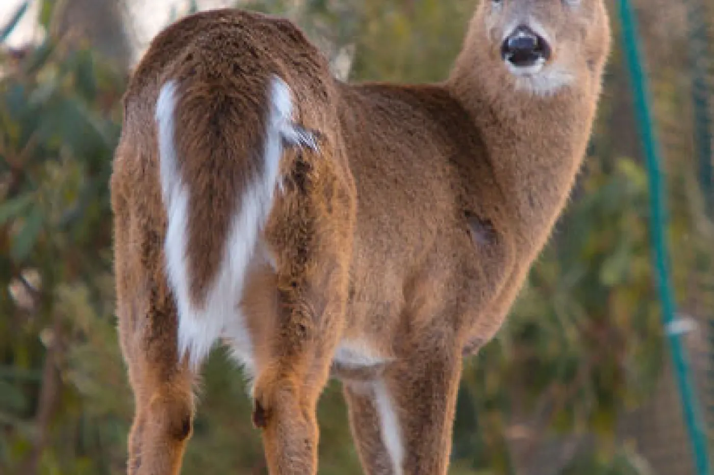 Deer in winter