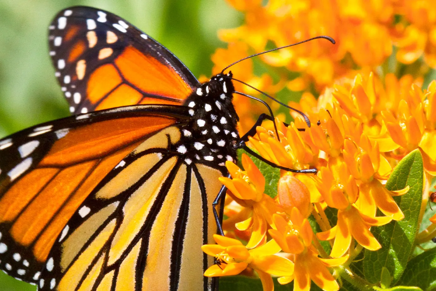 monarch butterfly on a milkweed flower