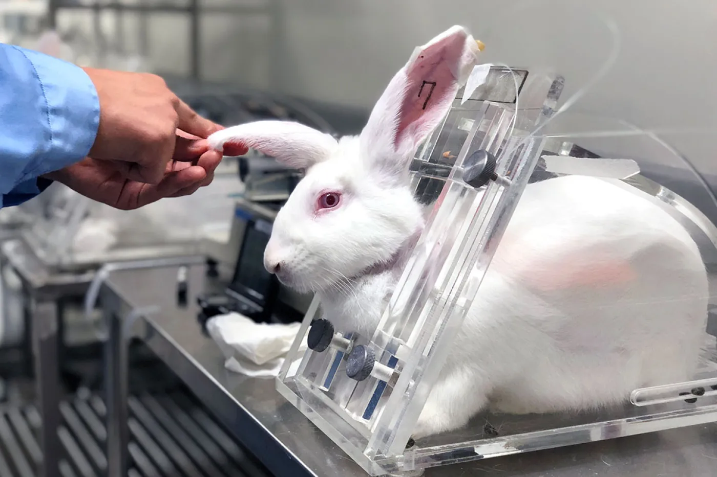 A researcher injects a laboratory rabbit's ear for testing