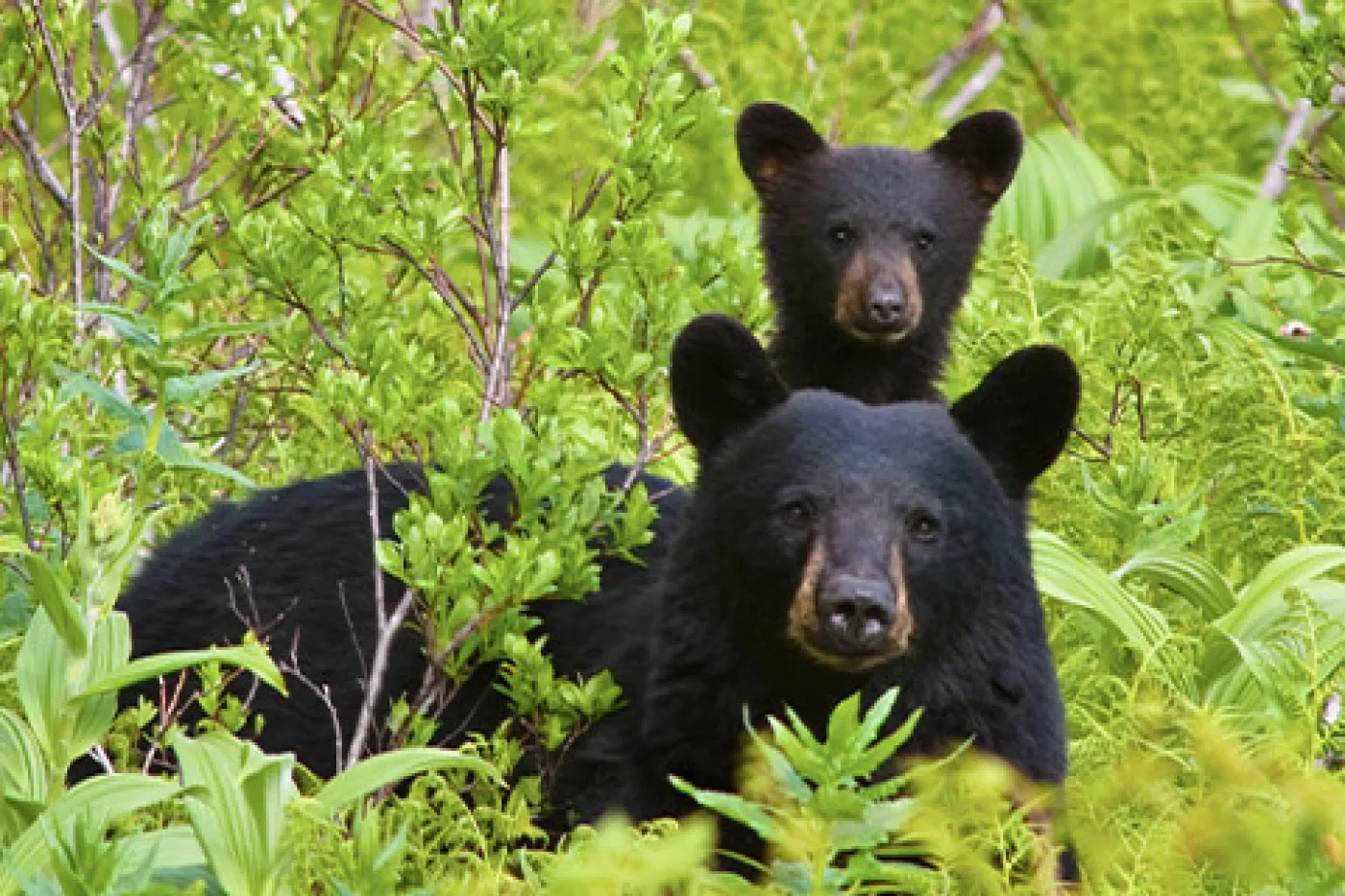 Cub with mother black bear in wild