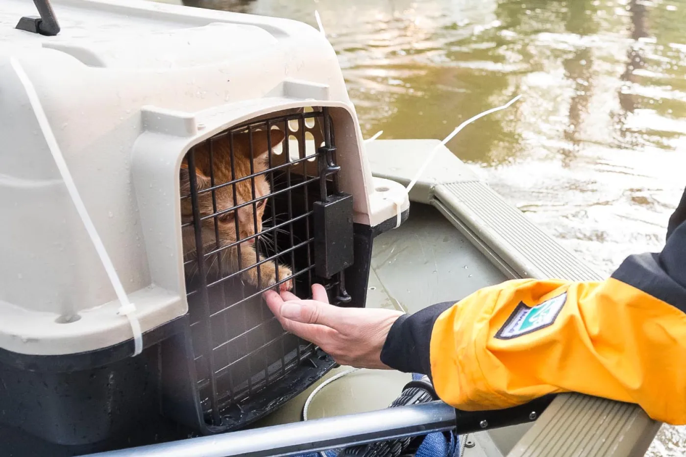 Kitten rescued from hurricane reaches out to HSUS rescuer through carrier on boat in high flooded water