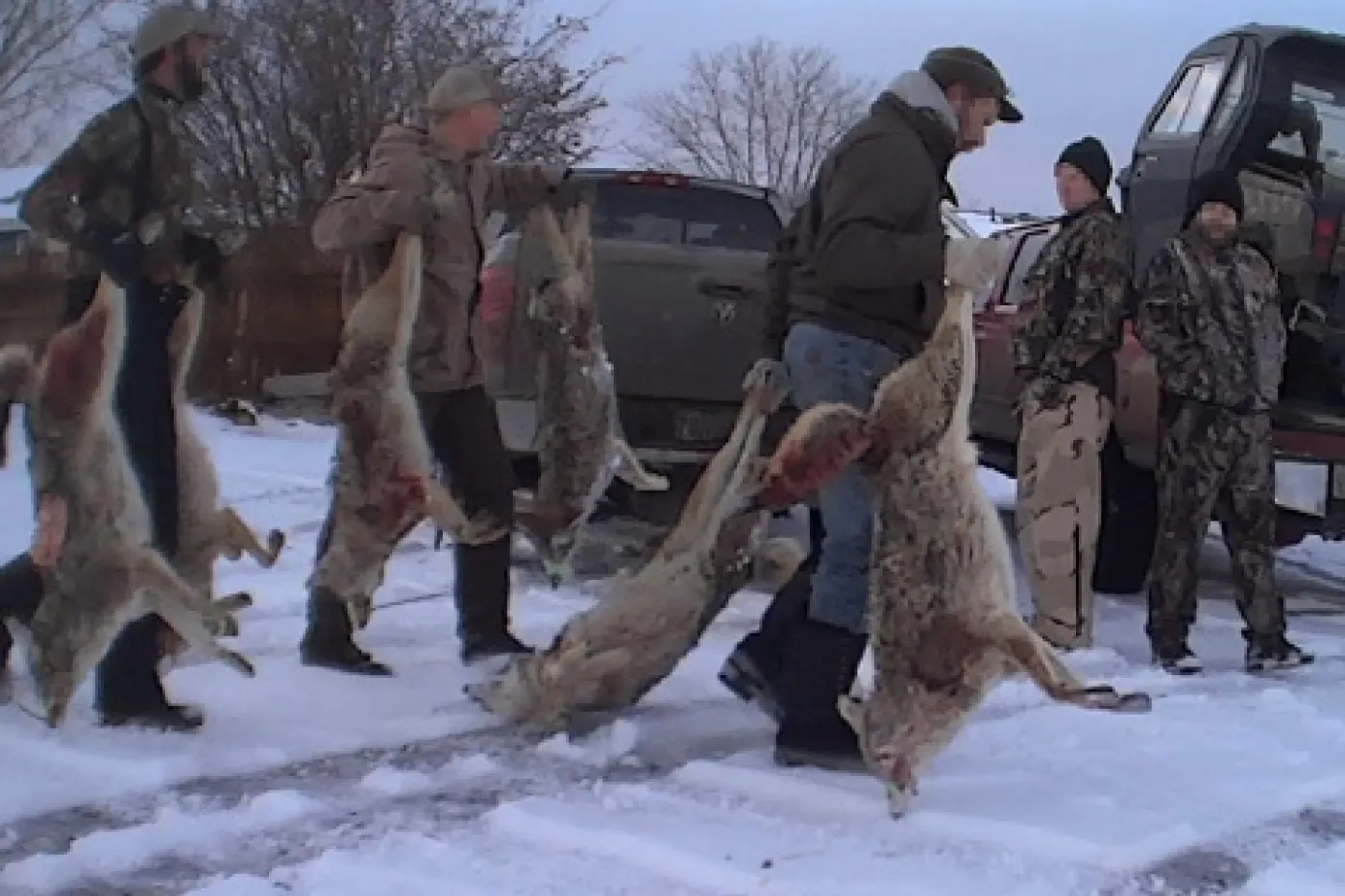 Wildlife killing contest participants carrying their killed wolves during undercover investigation