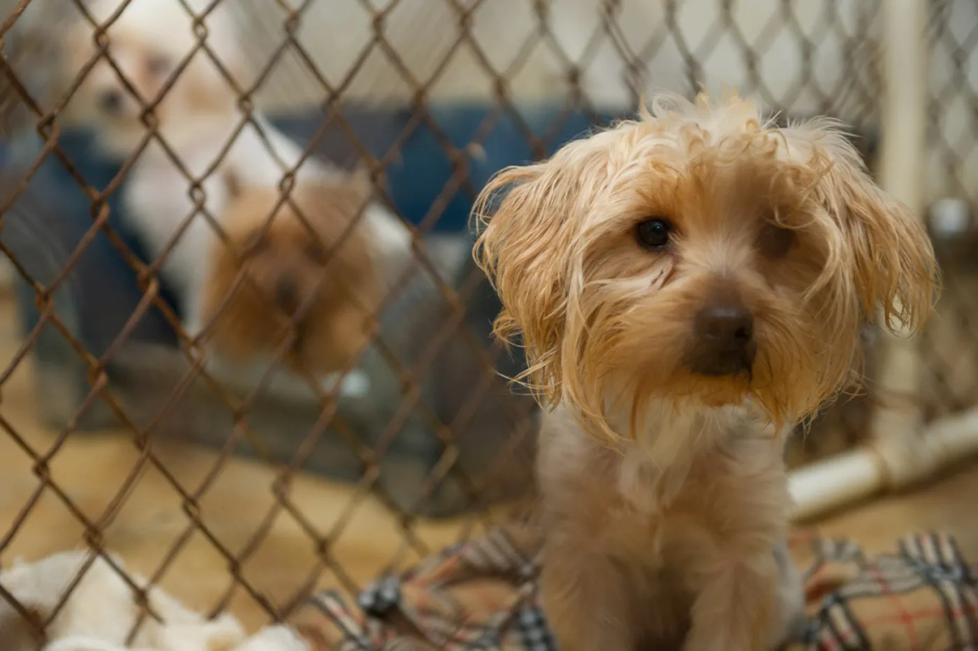 Small scared puppy in a puppy mill cage with other scared puppies in the background