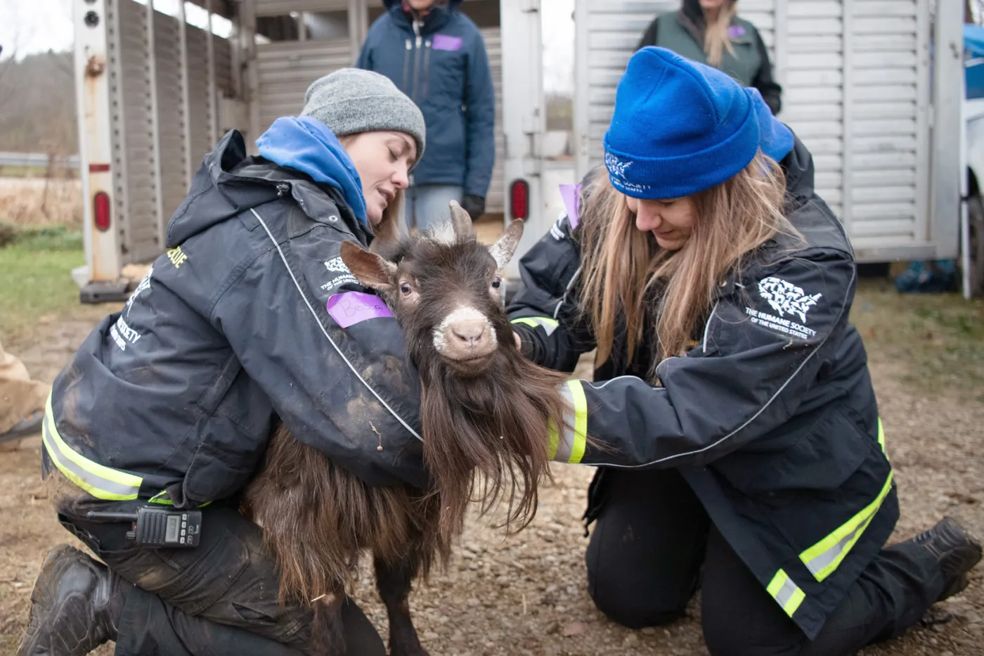 A goat is being rescued by the HSUS Animal Rescue Team.