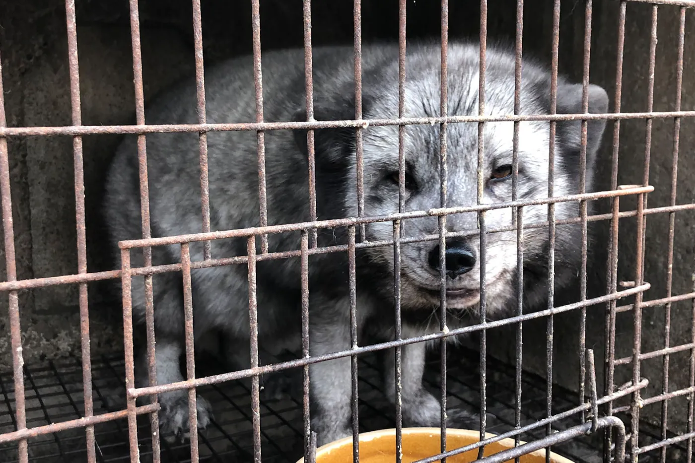 Raccoon dogs and foxes intensively farmed for fur in Asia